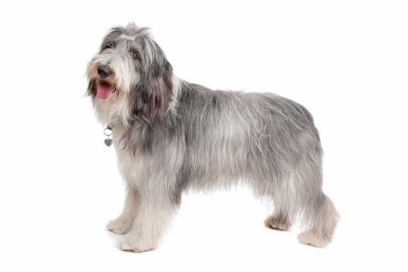 Bearded Collie - Eine mittelgroße Hunderasse ohne Jagdtrieb