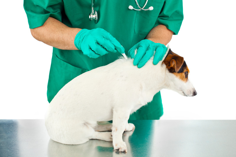 Behandlung eines Hundes gegen Parasiten mit einem Spot-on Präparat