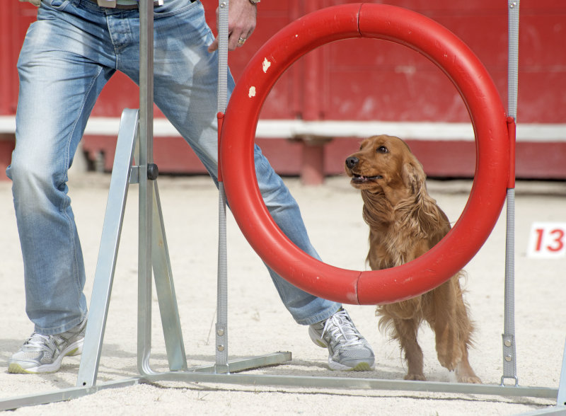 Der Hundesport Agility eignet sich für viele Hunderassen