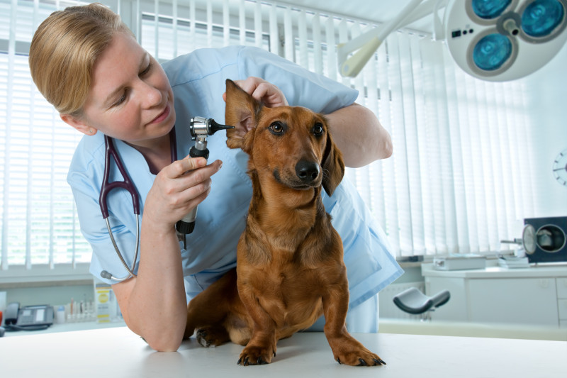 Diagnose und Behandlung von Parasiten beim Hund