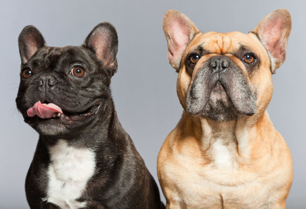 Französische Bulldoggen sind kleine Hunde ohne Jagdtrieb