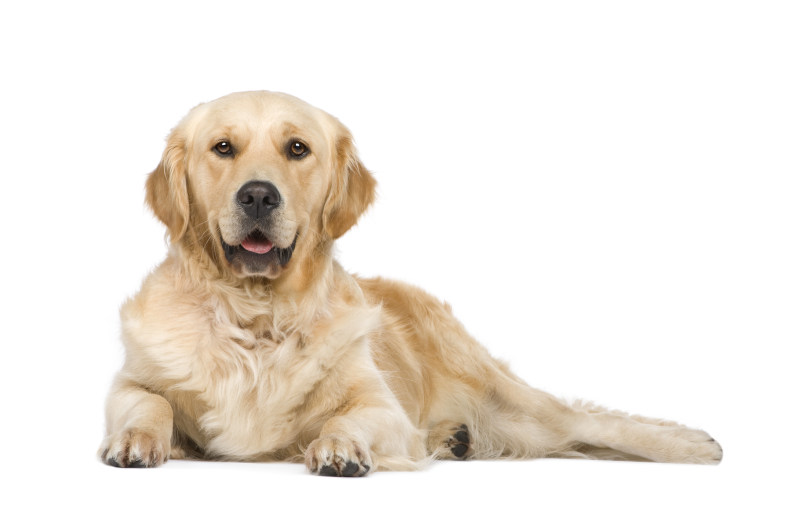 Golden Retriever - Große Hunderasse ohne Jagdtrieb