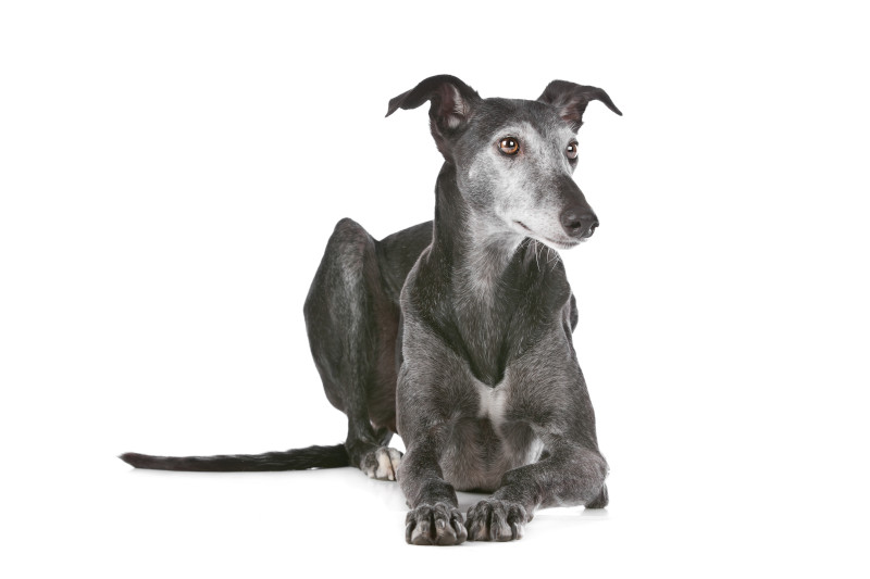 Greyhounds gelten als ruhige Hunderasse