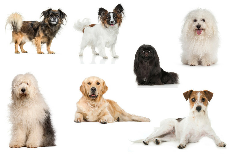 Hunde ohne Jagdtrieb