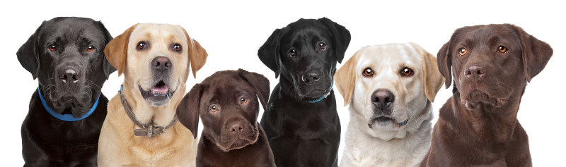 Labrador Retriever gelten als sportliche Hunde ohne Jagdtrieb