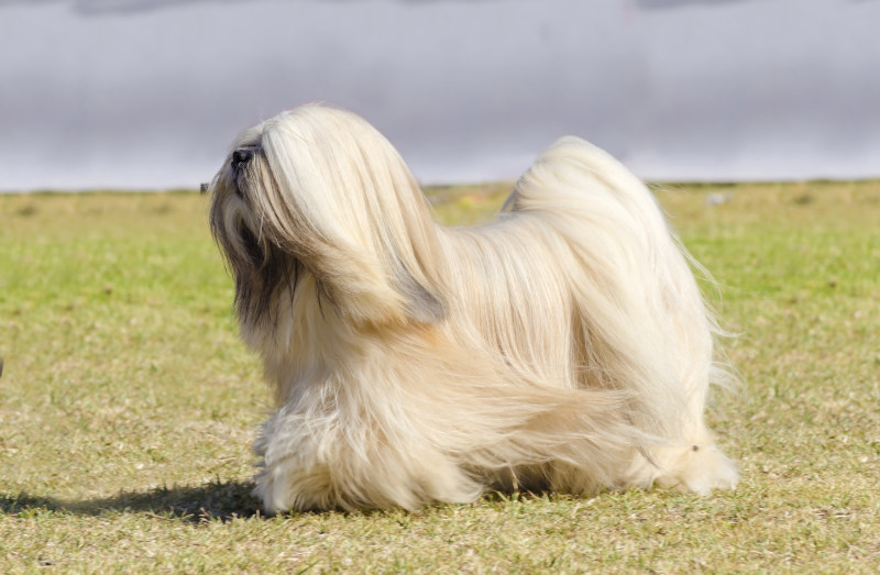 Lhasa Apso gelten als ruhige Hunde