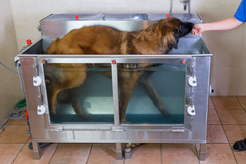 Muskelaufbau beim Hund im Unterwasserlaufband