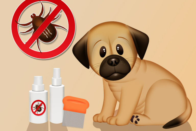 Parasiten beim Hund