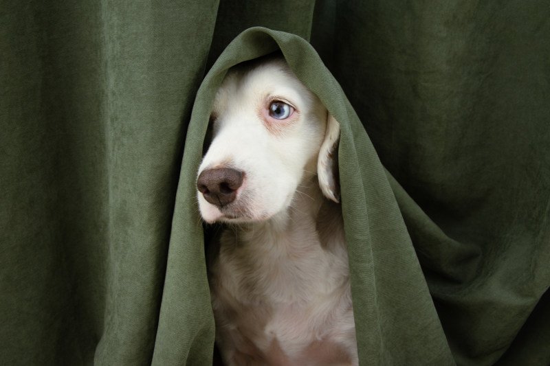 Rescue Tropfen Hund - Die richtige Dosierung gegen Angst und Stress