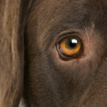 Schwarzkümmelöl dosierung hund - Die qualitativsten Schwarzkümmelöl dosierung hund ausführlich analysiert!