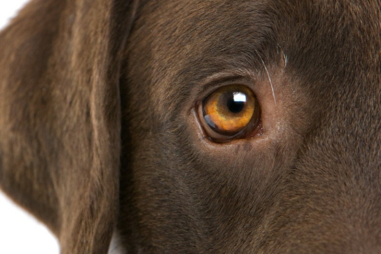 Wie sehen Hunde die Welt