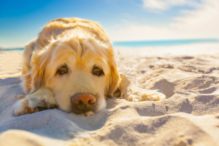 Sonnencreme für Hunde - Hund-als-Haustier.de - Hunderatgeber