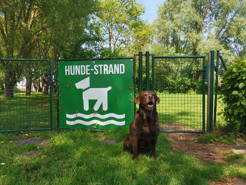 Hundestrände an der Mecklenburgischen Seenplatte