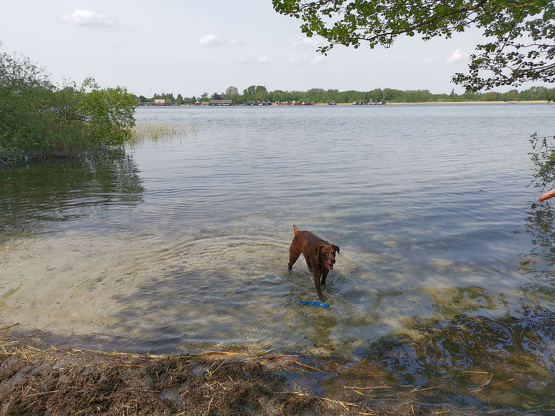 Hundebadestelle an der Mecklenburgischen Seenplatte: Hundestrand Inselsee Güstrow