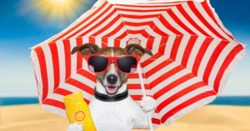 Sonnencreme für Hunde