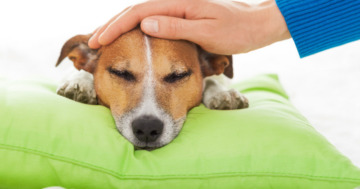 Zittern, Hecheln, Kratzen - Anzeichen für Schmerzen beim Hund erkennen