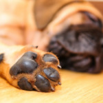 Hunde Pfoten - Pfotenabdrücke vom Hund anfertigen