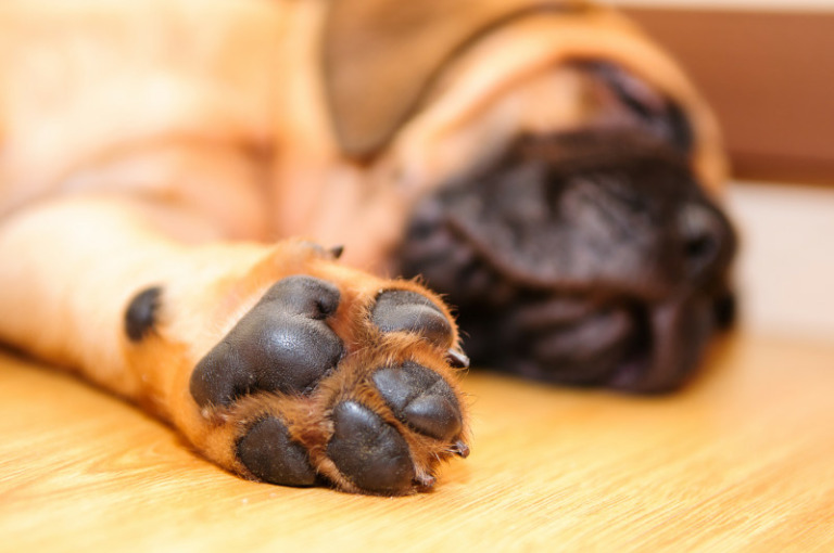 Hunde Pfoten - Pfotenabdrücke vom Hund anfertigen