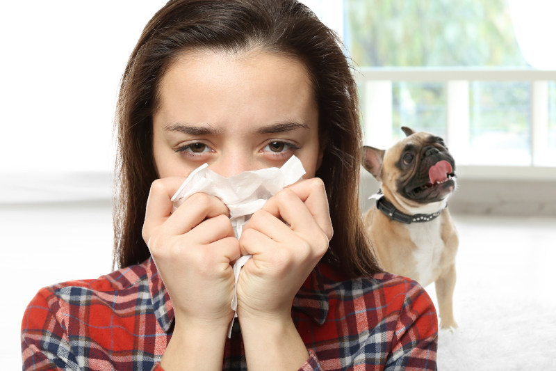 Hypoallergene Hunderassen können Allergikern helfen
