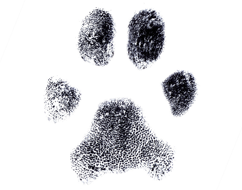 Pfotenabdruck vom Hund - So individuell wie unsere Fingerabdrücke