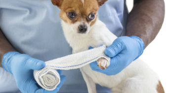 Silberspray, Zinkspray, Blauspray - Wundversorgung und Desinfektion beim Hund