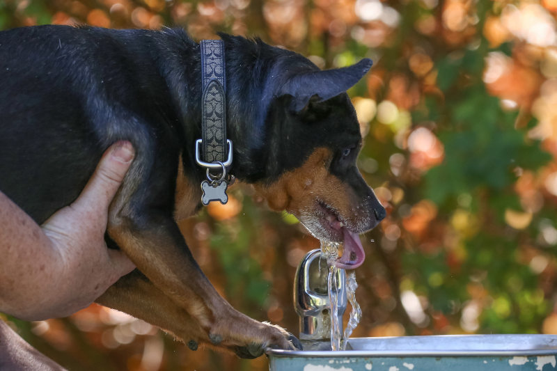 Viele Hunde trinken gerne aus Trinkbrunnen
