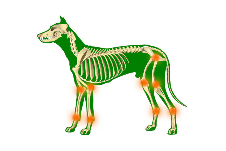 Arthrose beim Hund - Was hilft dagegen