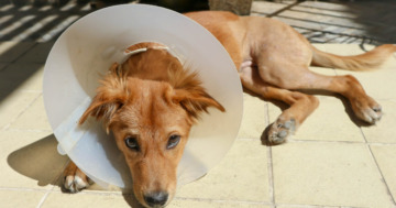 Halskrause für den Hund und Alternativen zum klassischen Leckschutz
