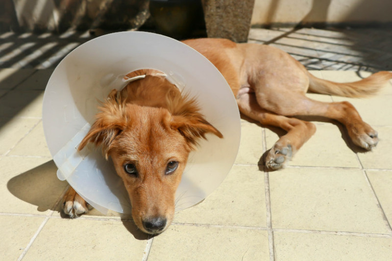 Halskrause für den Hund und Alternativen zum klassischen Leckschutz