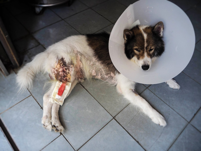 Hund mit Schutzkragen nach einer Operation