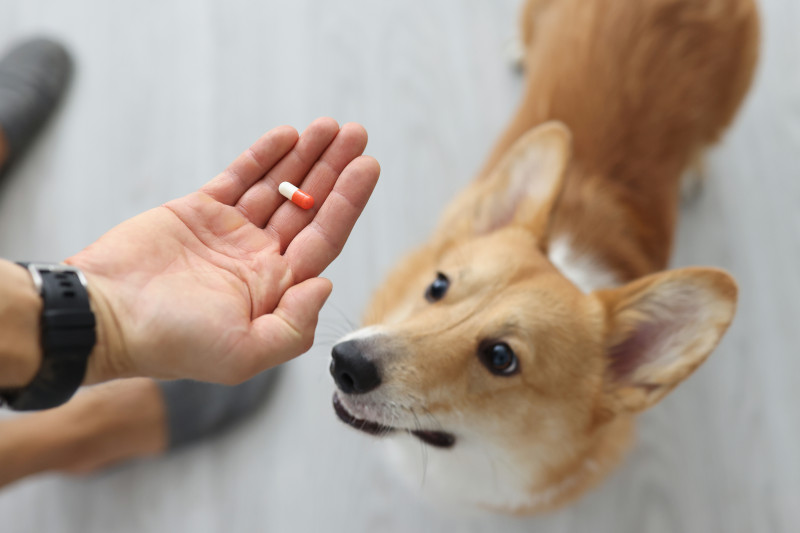 Welche Medikamente helfen Hunden bei Arthrose