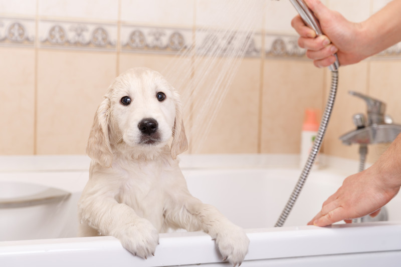Hunde baden - So geht's richtig