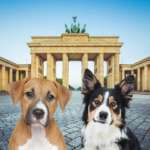 Hunde ein Berlin