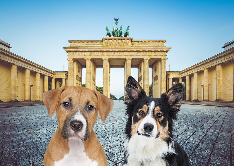 Hunde ein Berlin
