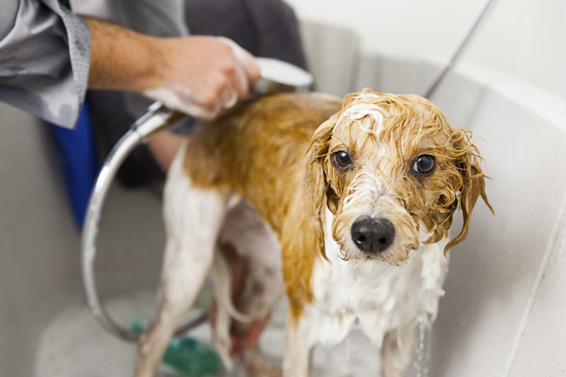 Hundeshampoo muss richtig angewendet und gut ausgespült werden