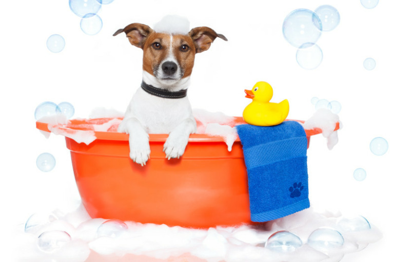 Hundeshampoo selber machen