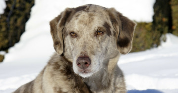 Aussiedor: Labrador-Australian -Shepherd-Mischlinge im Porträt