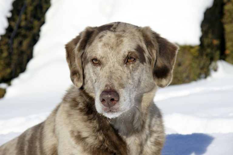 Aussiedor: Labrador-Australian -Shepherd-Mischlinge im Porträt