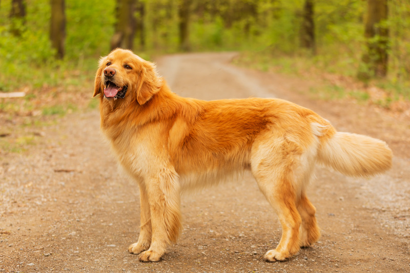 Der selbstbewusste Hovawart eignet sich gut für Hundesport und Schutzdienst