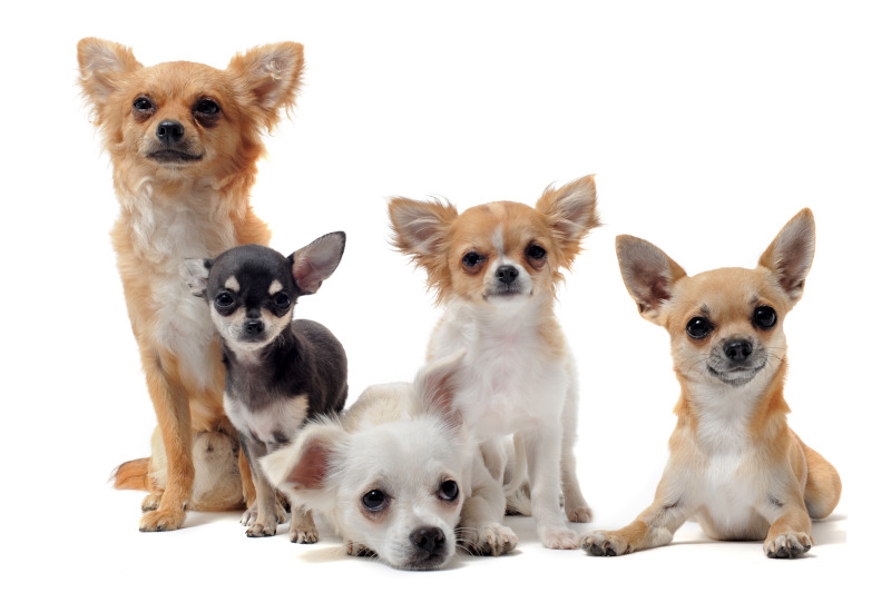 Es gibt verschiedene Chihuahua-Arten