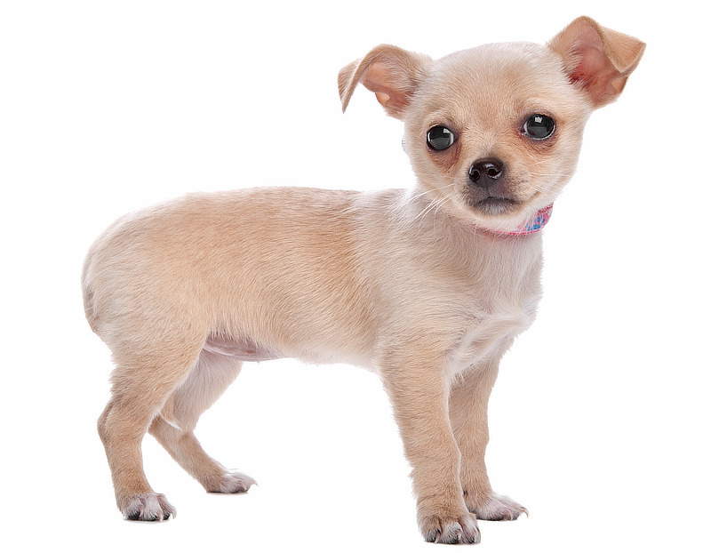 Fawn-Chihuahua-Welpe