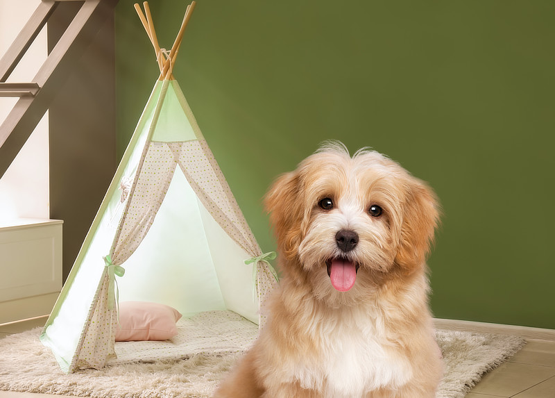 Hunde-Tipi: Das bequeme Indoor-Zelt für Hunde