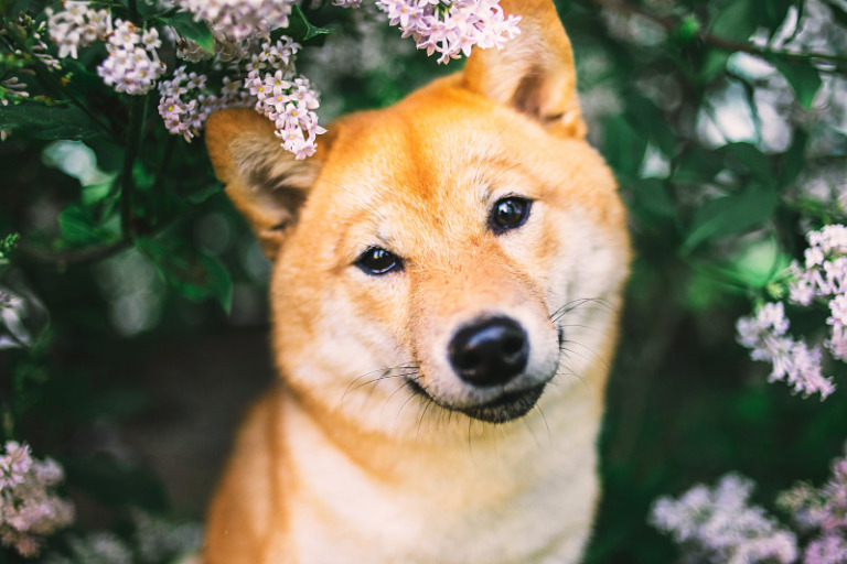 Hunderasse Shiba Inu - Besonderheiten, Charakter, Temperament