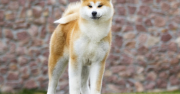 Japanische Hunderasse: Akita Inu