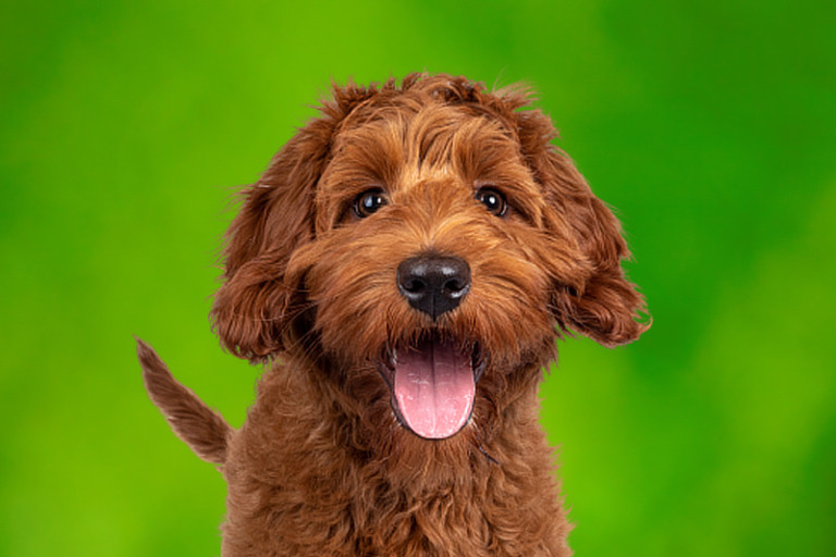 Labradoodle: Der freundliche Labrador-Pudel-Mix