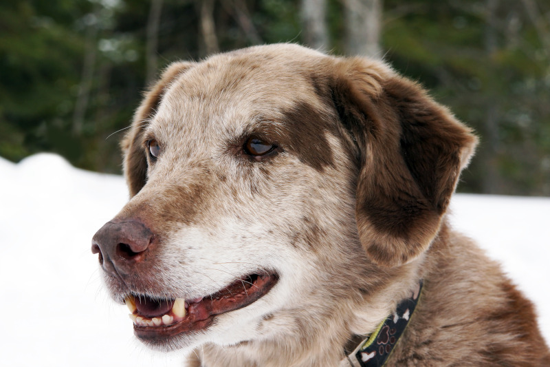 Labrador-Australian-Shepherd-Mischlinge sind beliebte Hybridhunde