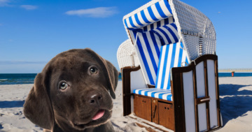 Strandkörbe gibt es auch für Hunde