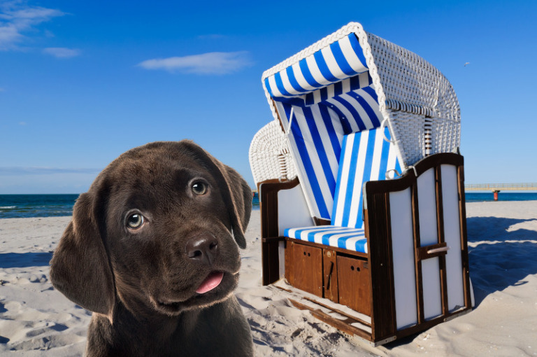 Strandkörbe gibt es auch für Hunde
