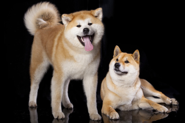 Shiba Inu: Aussehen, Charakter & Besonderheiten dieser Hunderasse