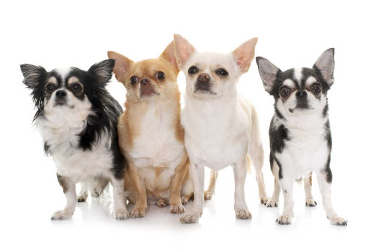 Hunderasse Chihuahua Welche Chihuahua Arten Gibt Es Hunderasse Chihuahua Welche Chihuahua Arten Gibt Es